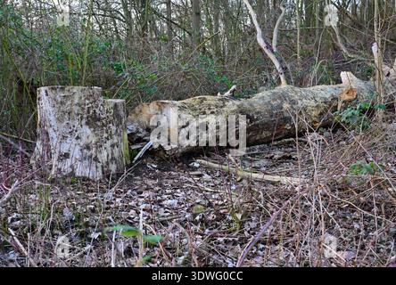 Old fallen trees covered in moss in the forest in spring Stock Photo