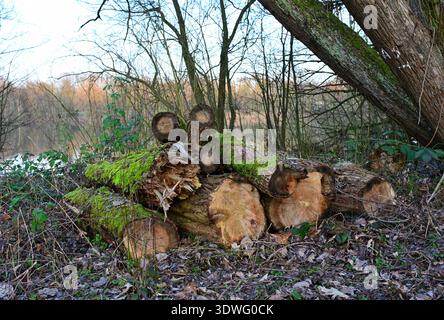 Old fallen trees covered in moss in the forest in spring Stock Photo