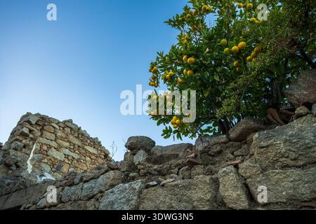 An evocative view in the historic village of Lollove, Sardinia. A citrus tree laden with ripe fruit grows behind an ancient ruined stone wall, standin Stock Photo