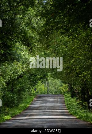 Green tree tunnel over a quiet forest road in summer Stock Photo