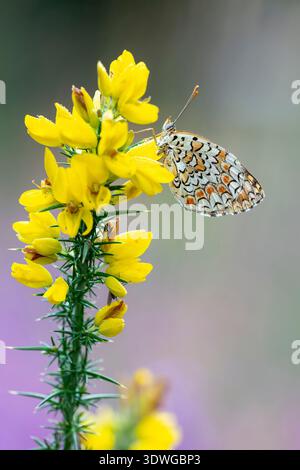 knapweed fritillary (Melitaea phoebe occitanica, Melitaea occitanica), sits at broom flowers, Portugal, Braga, Campo do Geres Stock Photo