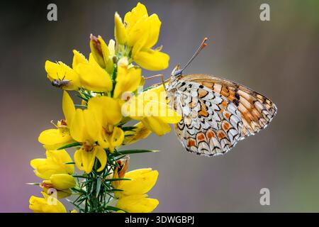 knapweed fritillary (Melitaea phoebe occitanica, Melitaea occitanica), sits at broom flowers, Portugal, Braga, Campo do Geres Stock Photo