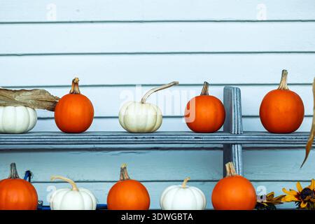 Row of small orange and white pumpkins displayed on blue wooden shelves against a pale blue horizontal plank wall, autumn decor. Stock Photo
