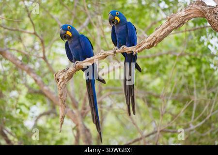 Hyacinth Macaw, Hyacinthine Macaw (Anodorhynchus hyacinthinus), two Hyacinth macaws perching on a branch, Brazil, Mato Grosso, Pantanal Stock Photo