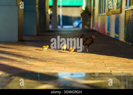 Brown hen and three small yellow chicks walking along the brick-paved sidewalks under bright sunlight on a city street in Florida. Stock Photo