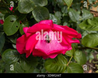 Hoverfly (Eristalis tenax) resting on a vibrant pink rose flower in a spring garden. Stock Photo
