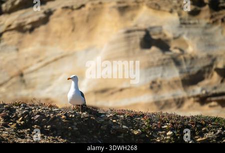 Seagull Looks Out From A Rocky Cliff on Santa Rosa Island Stock Photo