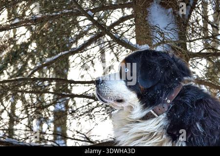 A majestic Bernese Mountain Dog with piercing blue eyes gazes into the distance, its fur dusted with snow amidst a winter forest landscape Stock Photo