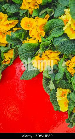 Vibrant yellow primroses and green leaves on a red easter egg Stock Photo