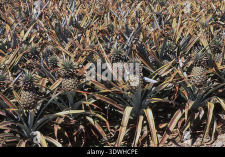 Pineapple crop ripening (Ananas comosus) Sunshine Coast, Queensland, Australia. Stock Photo