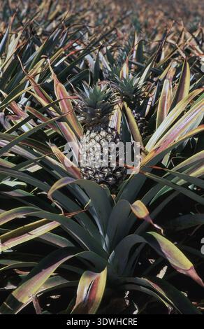 Pineapple crop ripening (Ananas comosus) Sunshine Coast, Queensland, Australia. Stock Photo