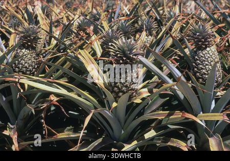 Pineapple crop ripening (Ananas comosus) Sunshine Coast, Queensland, Australia. Stock Photo