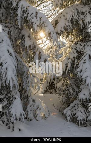Sun shines through snow-covered branches of conifers, Erzgebirgskamm, Zinnwald-Georgenfeld, Altenberg, Eastern Ore Mountains, Saxony, Germany Stock Photo