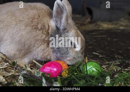 Domestic rabbit (Oryctolagus cuniculus), Easter, Easter bunny, A cute rabbit sits between colourful Easter eggs Stock Photo