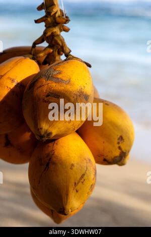 A vibrant, close-up shot of a cluster of harvested orange coconuts (King Coconuts) suspended against a blurred tropical shoreline. The shallow focus h Stock Photo