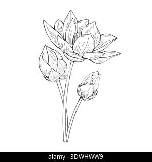 Lotus flower bouquet vector isolated illustration painted by black inks. Blooming Water Lily with buds, Vietnamese national flowers composition Stock Vector