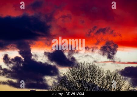 Vivid orange and red light saturates the sky behind the dark silhouettes of thin tree branches Stock Photo