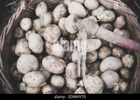 Freshly gathered potatoes in wicker basket, top view. Retro hand tool Garden hoe on the basket. Growing own vegetables and healthy food Stock Photo