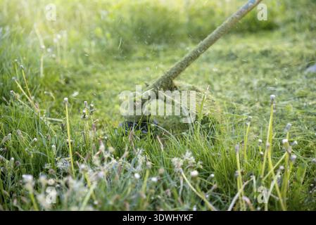 String trimmer mowing big grass, time stopped, particles of grass and dandelions are flying around, sunlight on the background, workflow Stock Photo