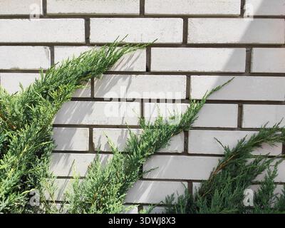 background brick white wall close up, green branches of coniferous plants, bushes, tree. bricks, construction material. wall wallpaper Stock Photo