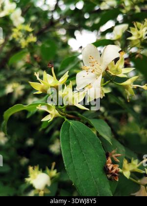 fruit tree blossoming, white small flower on a green branch with leaves on the tree, spring Stock Photo