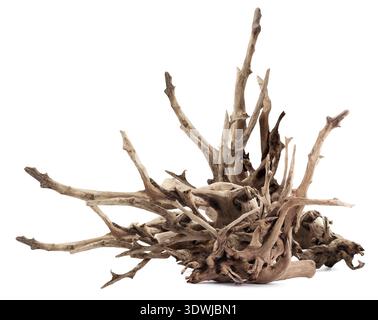 Dry dead snag isolated on white background Stock Photo