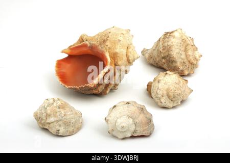Five seashells isolated on a white background Stock Photo