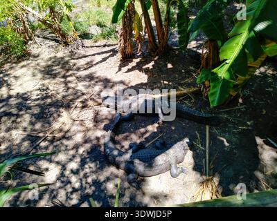 Pair of alligators lying on sandy ground beneath banana plants and palm leaves inside tropical zoo enclosure on sunny day. Stock Photo