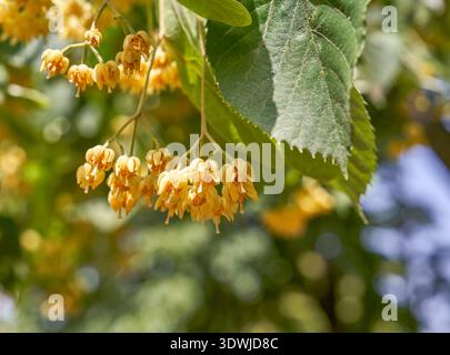 Linden tree flowers on a sunny day Stock Photo