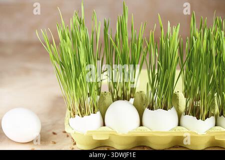 Green wheat sprouts in egg shells in a cardboard tray. Easter decorations. Easter egg. Spring composition. Natural Easter eggs with wheat grass. Styli Stock Photo