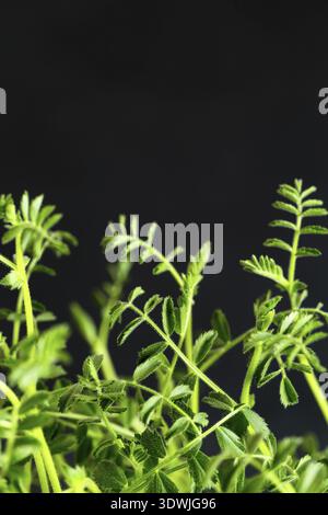 Fresh greens on the wooden board against black background. Growing sprouts. Close-up of chick-pea microgreens in the wooden box. Sprouting Microgreens Stock Photo
