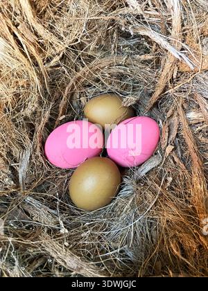 Colorful eggs in a nest made of dried grass, featuring two pink and two brown eggs arranged in a natural setting with textured fibers surrounding them Stock Photo