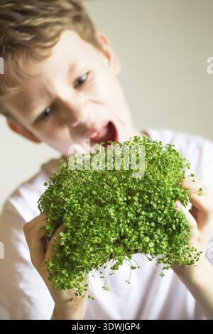 Microgreen sprouts in kids hands Raw sprouts, microgreens, healthy eating concept. Sprouting Microgreens. Seed Germination at home. Vegan and healthy Stock Photo