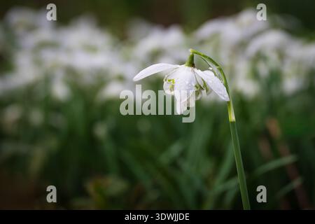 Snowdrops in Springtime Stock Photo