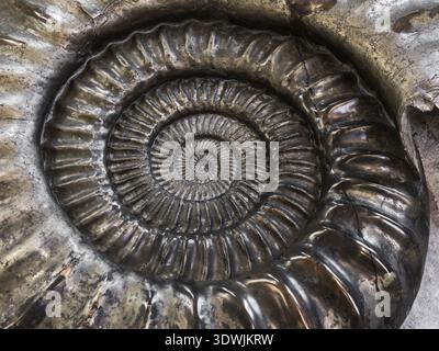 Giant Ammonite, Dorset, UK Stock Photo