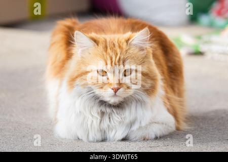 Fluffy ginger cat lying on the ground outdoors looking at the camera. Cute domestic pet portrait Stock Photo