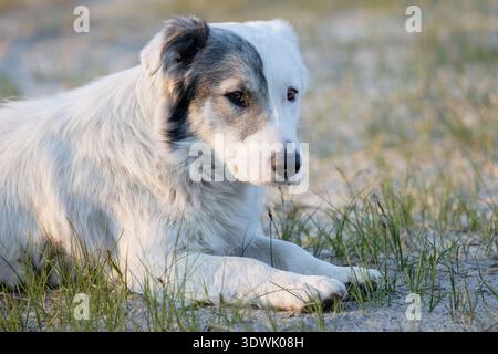 Happy white mixed breed dog running and resting in dry grass Stock Photo