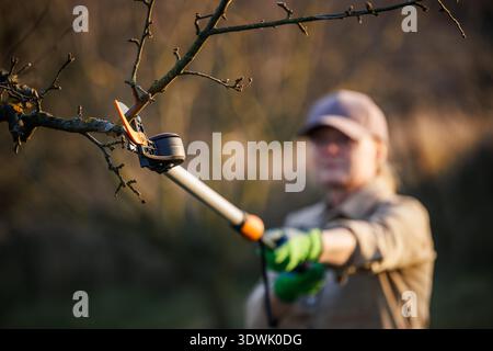 Gardener cutting tree branch with pruning shears on long extension pole. Woman gardening in orchard before springtime season Stock Photo