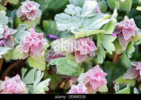 Purple Dead-nettle Lamium purpureum leaves and flowers covered in morning frost. Spring freeze concept Stock Photo