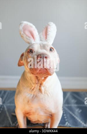 Cute white pit bull dog wearing bunny ears Stock Photo