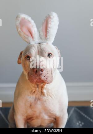 Cute white pit bull dog wearing bunny ears Stock Photo