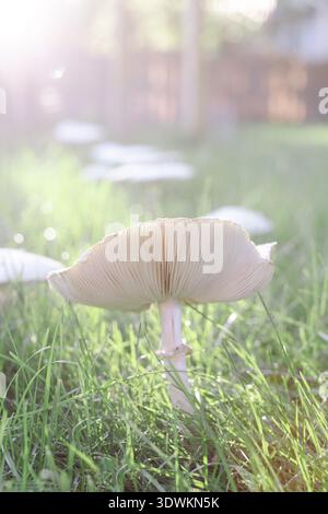 Close up of wild white mushroom growing in green grass Stock Photo