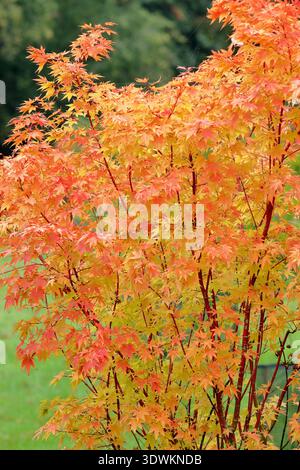 Coral bark maple. Acer palmatum tree 'Sango Kaku' in autumn. Acer palmatum Sango Kaku, Japanese maple tree leaves. Stock Photo