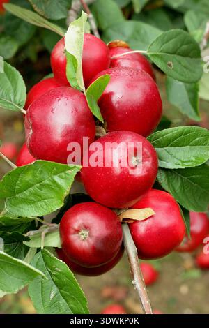 Norfolk Royal apples, Malus domestica, on tree branch, ready to pick. Norfolk bred dessert apple with red skin. UK Stock Photo