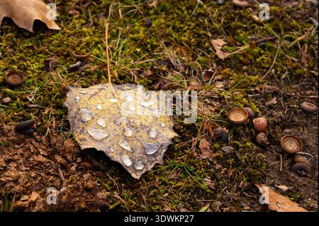 Fallen Leaf with Raindrops on Forest Floor Stock Photo