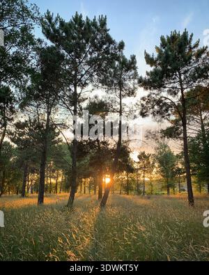 Setting sun shining through the pine trees in the forest near Tabagón, O Rosal, Galicia, Spain, June 2020 Stock Photo