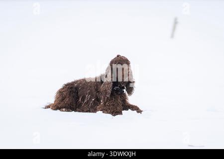 Liver-colored English Cocker Spaniel lying in snow, looking up with tongue out on a winter day. Brown English Cocker Spaniel resting on a snowy field. Stock Photo
