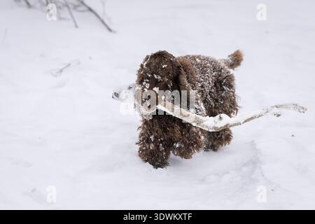 Liver-colored English Cocker Spaniel carrying a snow-covered stick while playing in deep winter snow. Playful Cocker Spaniel running through a snow. Stock Photo