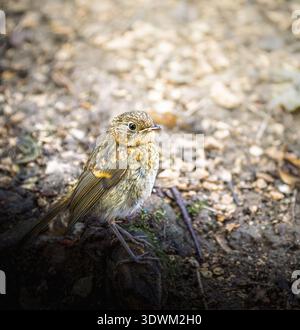 Juvenile European robin (Erithacus rubecula) standing on woodland floor. Young wild bird with mottled brown plumage photographed in natural forest. Stock Photo
