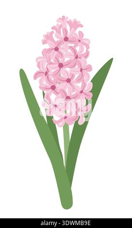 Blue and pink hyacinths with green leaves. Spring plants vector illustration Stock Vector